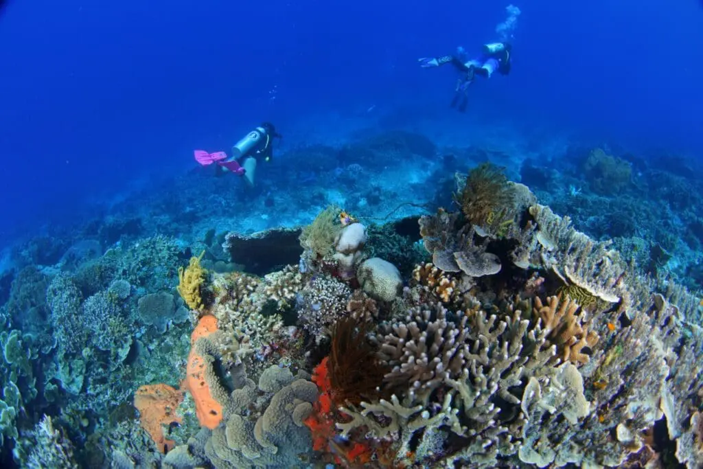 Ternate Seorang penyelam menikmati keindahan bawah laut