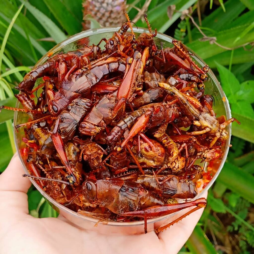 Belalang Goreng