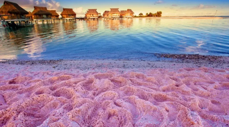 Ecological Wonders at Pink Beach