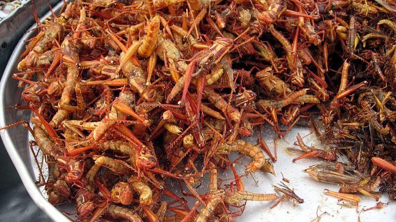 Proses Pengolahan Belalang Goreng