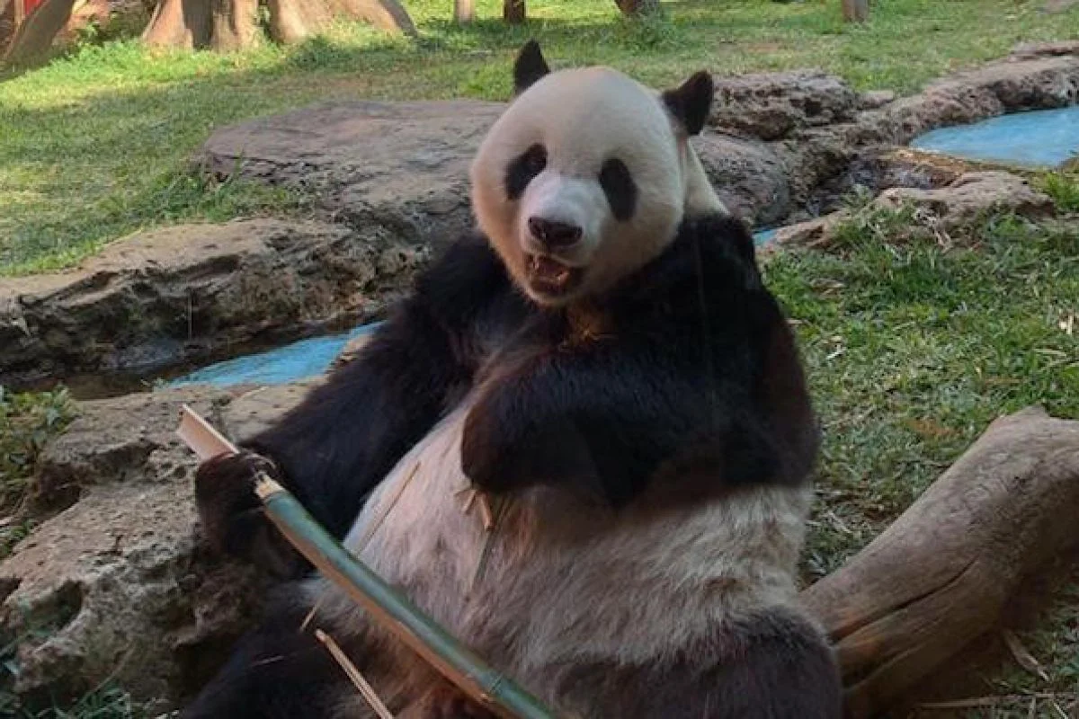 panda di taman safari