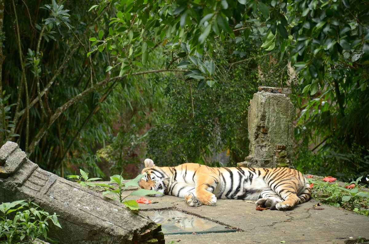 potret harimau di penangkaran taman safari
