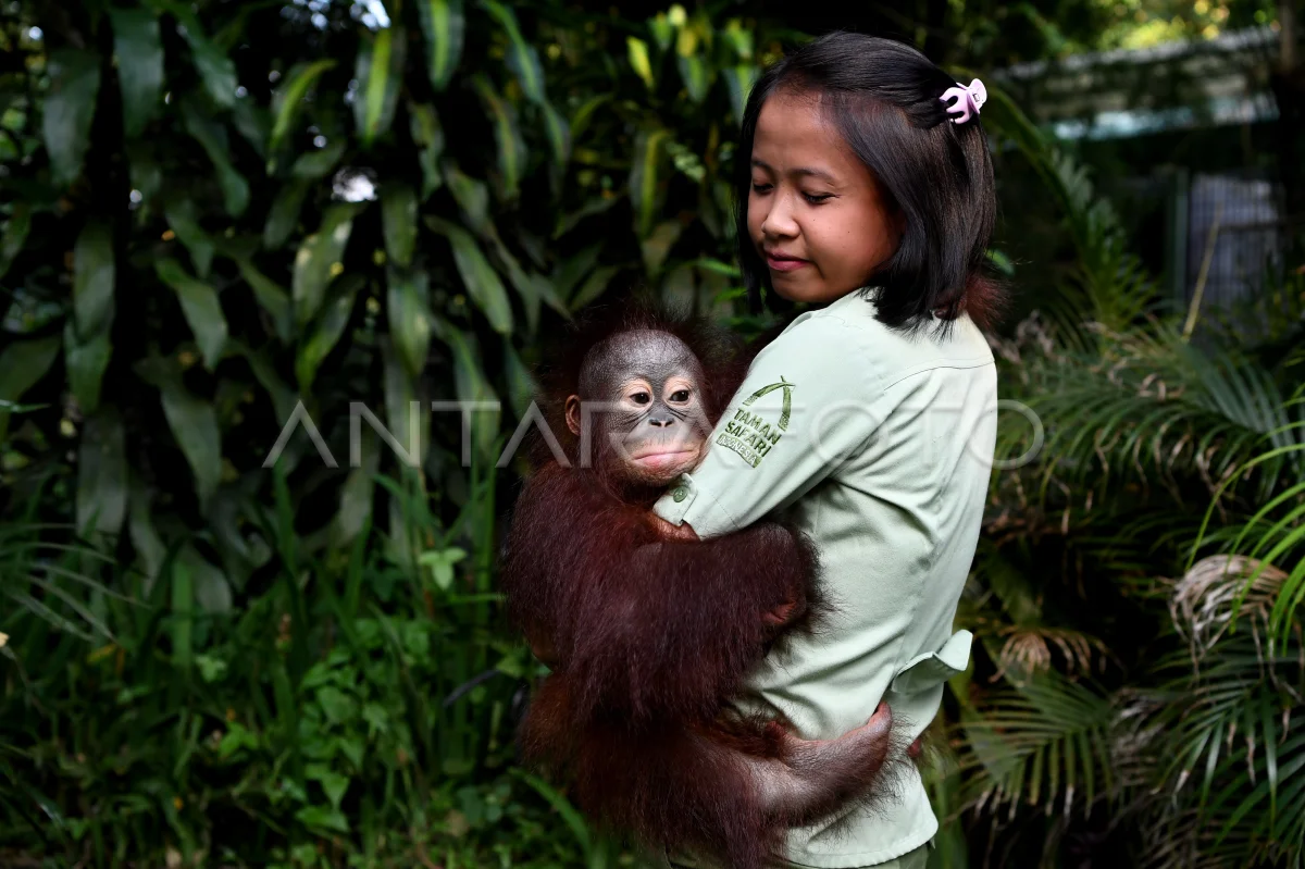taman safari dengan segala ke indahan nya 