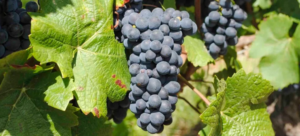 Aging and Maturation of Barolo