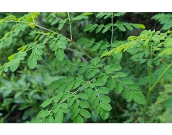 Kegunaan Daun Kelo