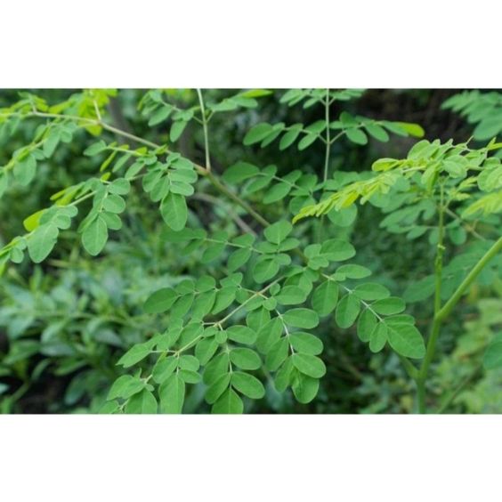 Kegunaan Daun Kelo
