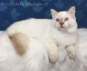 Kucing Ragdol