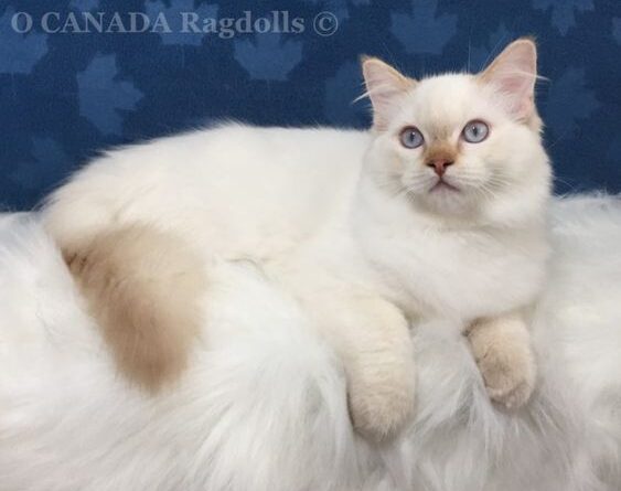 Kucing Ragdol