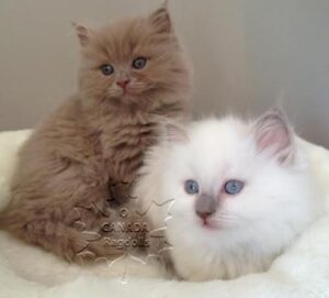 Kucing Ragdoll