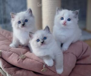 Kucing Ragdoll Ramah