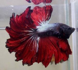 Cupang Rosetail Eksoti