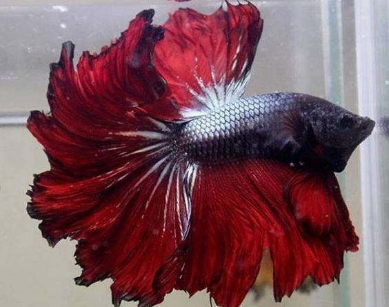 Cupang Rosetail Eksoti