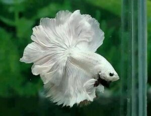 Cupang Rosetail Eksotis