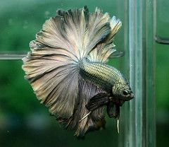 Cupang Rosetail