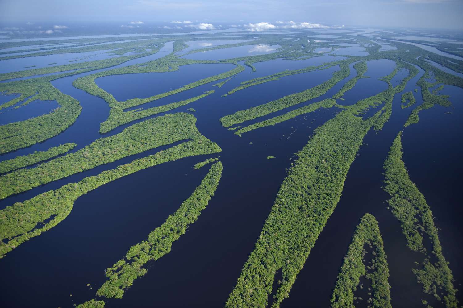 Diverse wildlife along the Amazon Riverbank at dawn. 