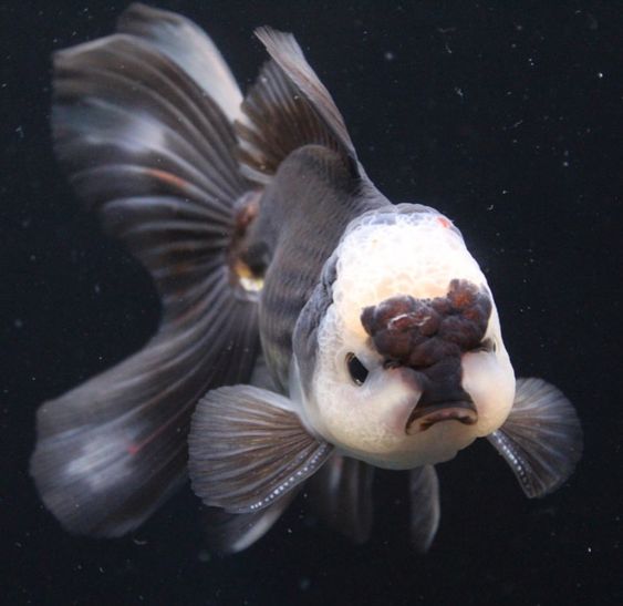 Ikan Oscar Berwarna