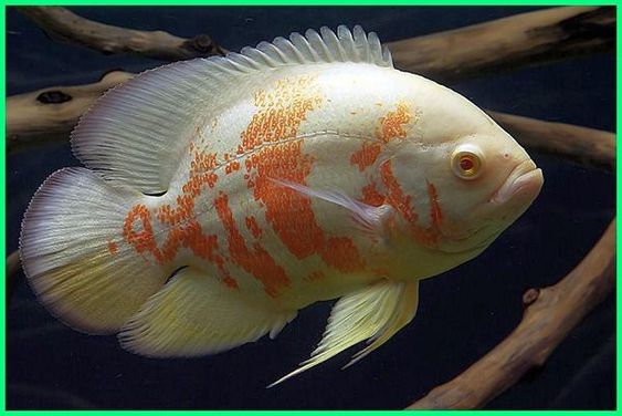 Ikan Oscar