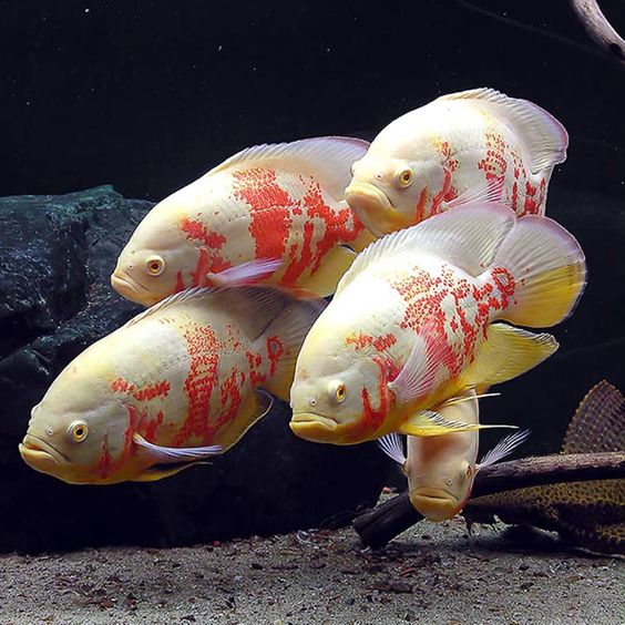Ikan