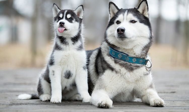 Anjing Husky