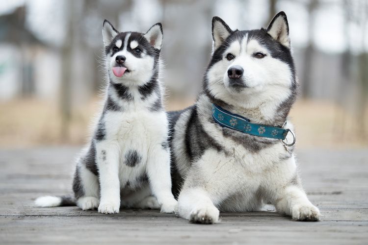 Anjing Husky