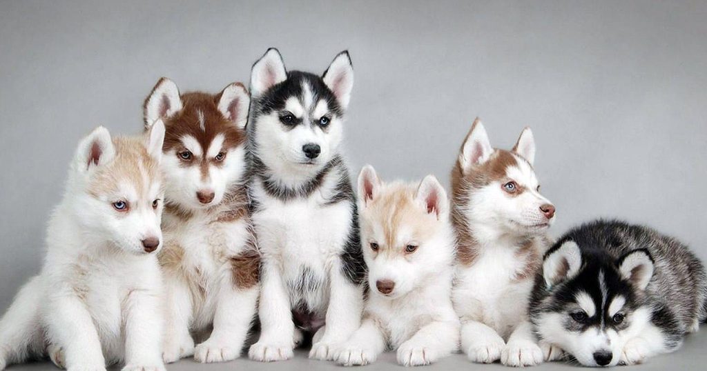 Anjing Husky