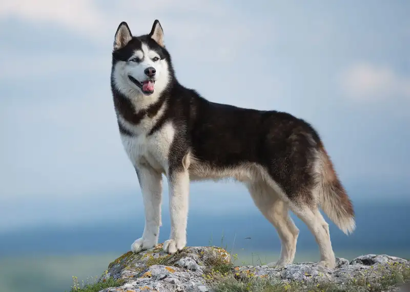 Anjing Husky