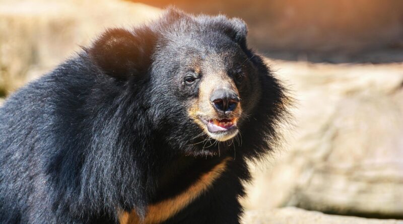 Beruang Hitam Asia