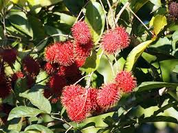 Nephelium lappaceum
