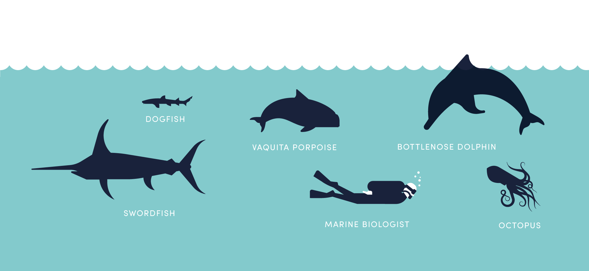 Urgent campaign to save the critically endangered Vaquita 