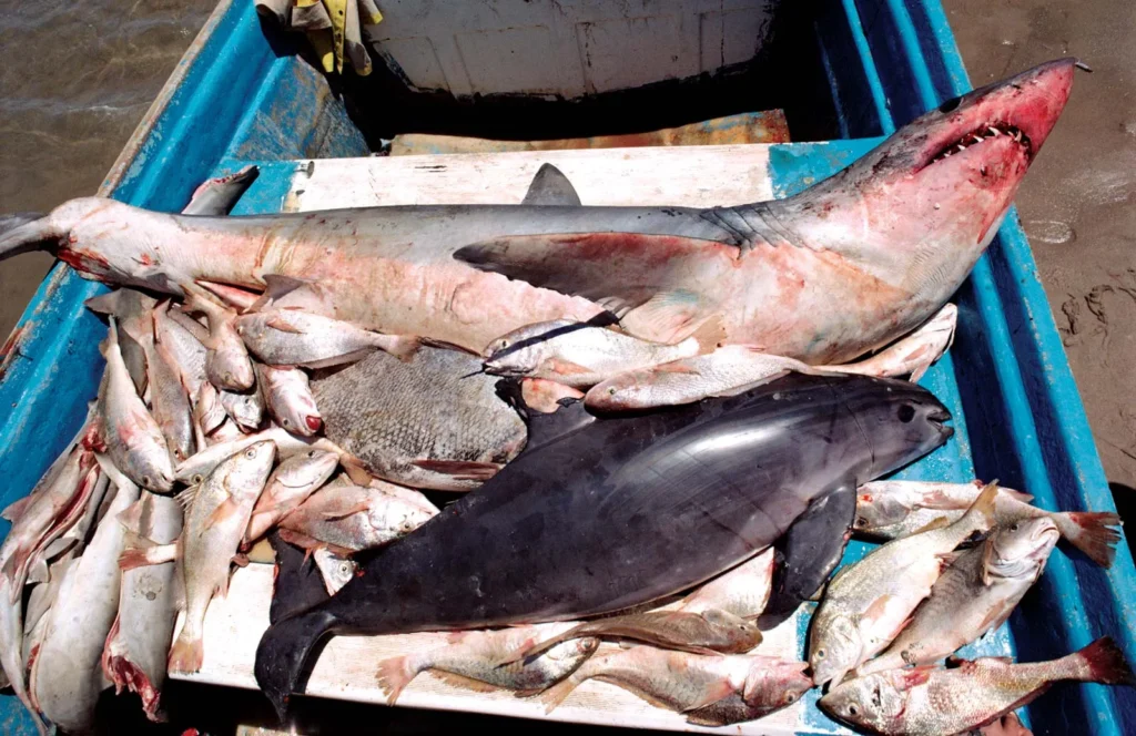 Vaquita porpoise swimming in the Gulf of California