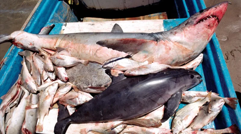 Vaquita porpoise swimming in the Gulf of California