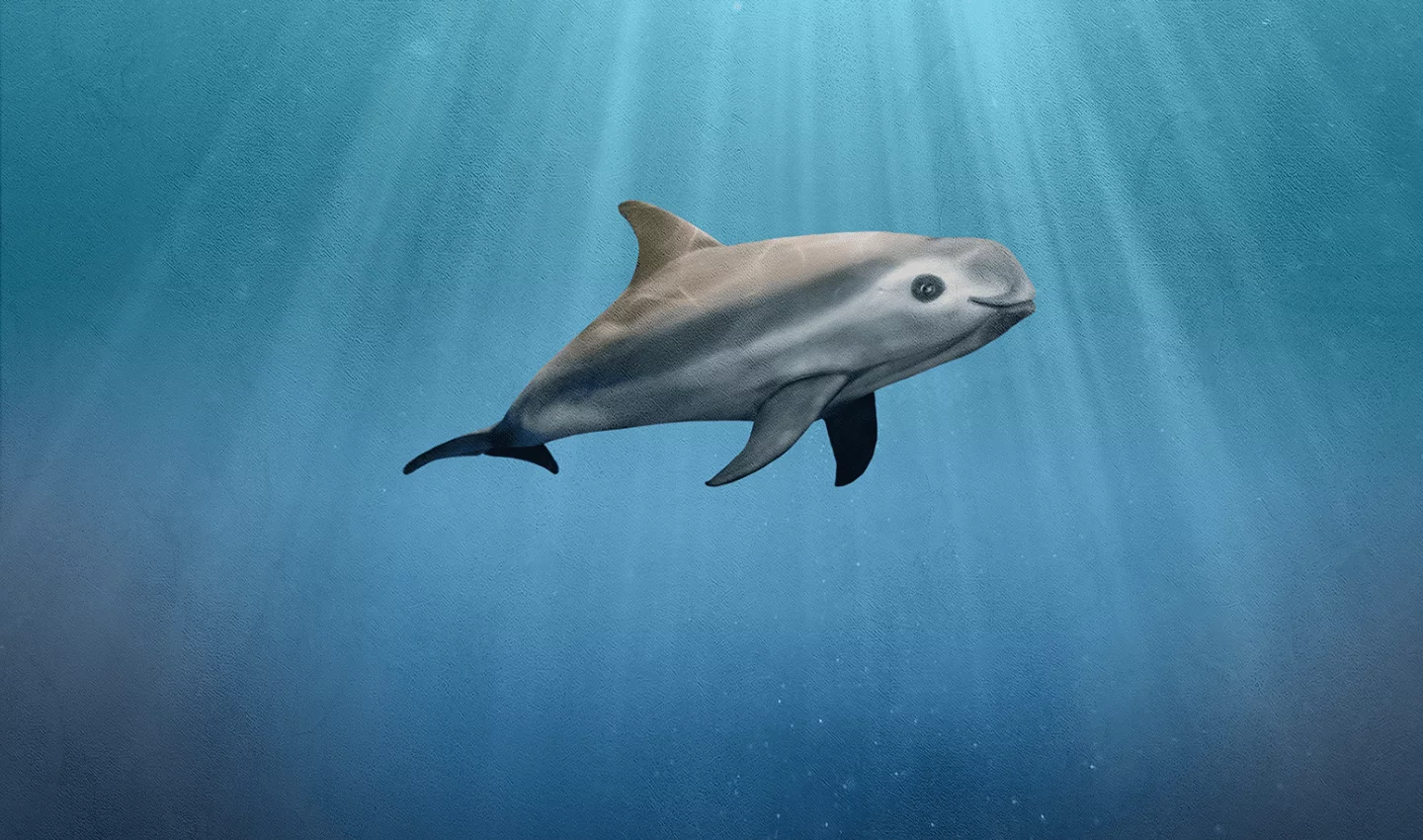 A rare glimpse of the Vaquita in its natural habitat 