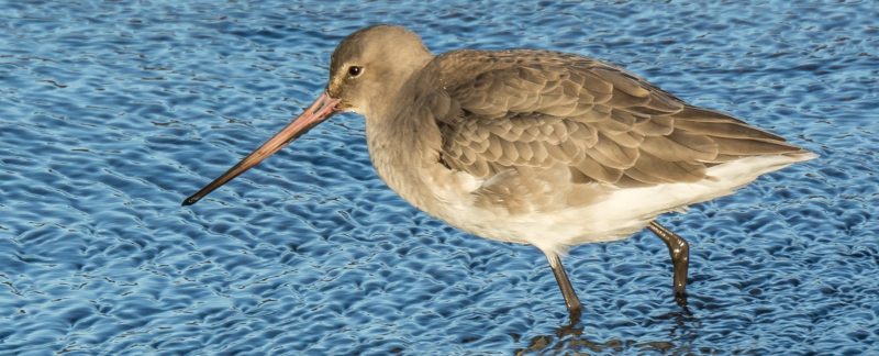 Black-tailed Godwit