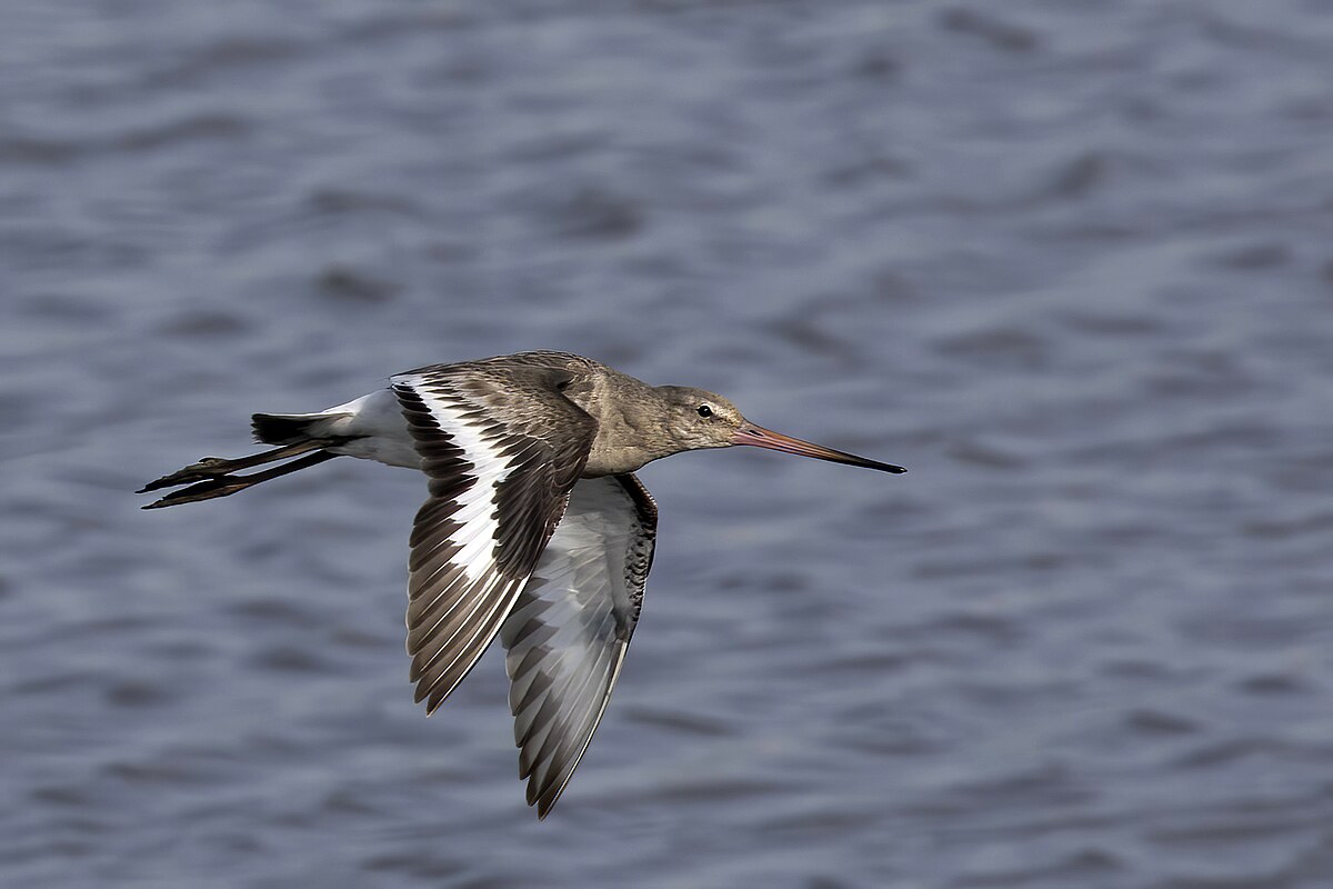Peran Black-Tailed Godwit dalam Ekosistem