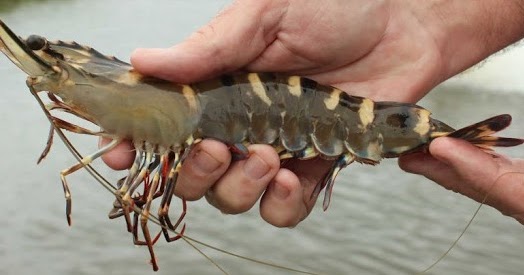 Udang Windu