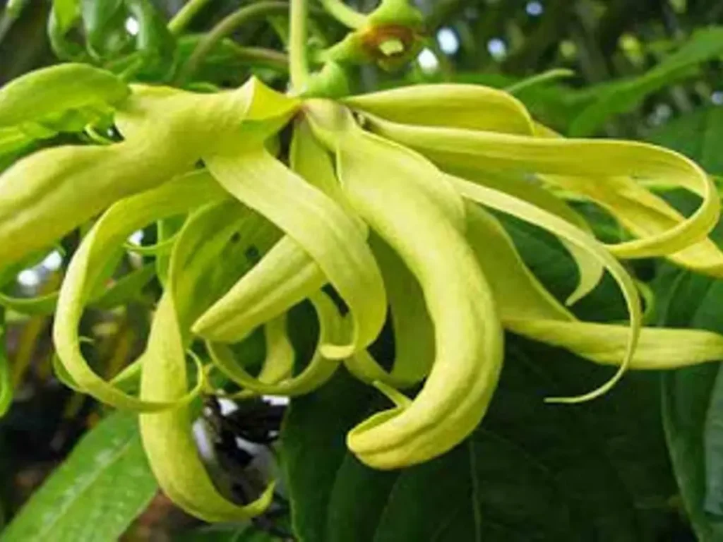bunga kenanga