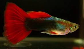Guppy Tuxedo