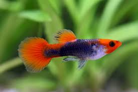 Guppy Tuxedo