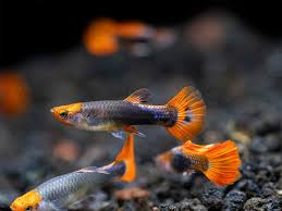 Guppy Tuxedo