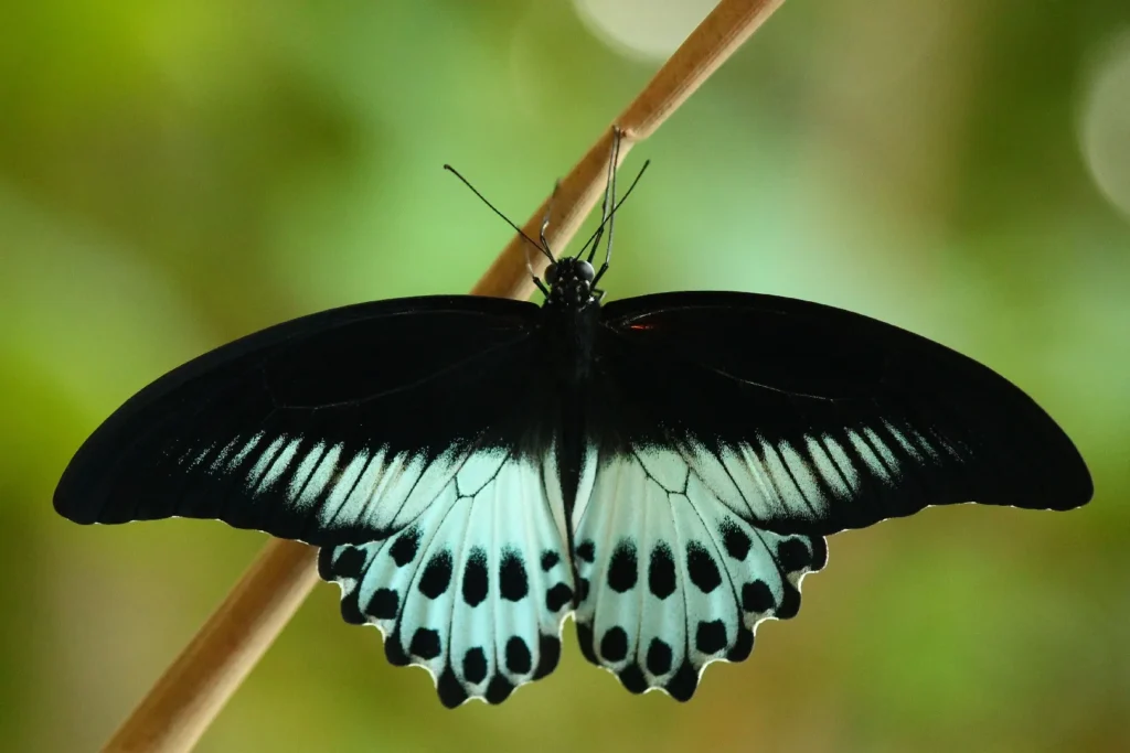 Papilio polymnestor