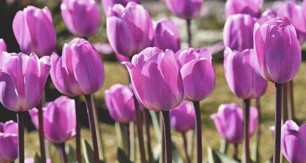 Bunga Tulip Elegan: Keindahan, Simbolisme, dan Cara Perawatannya