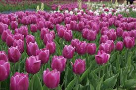 Bunga Tulip Elegan