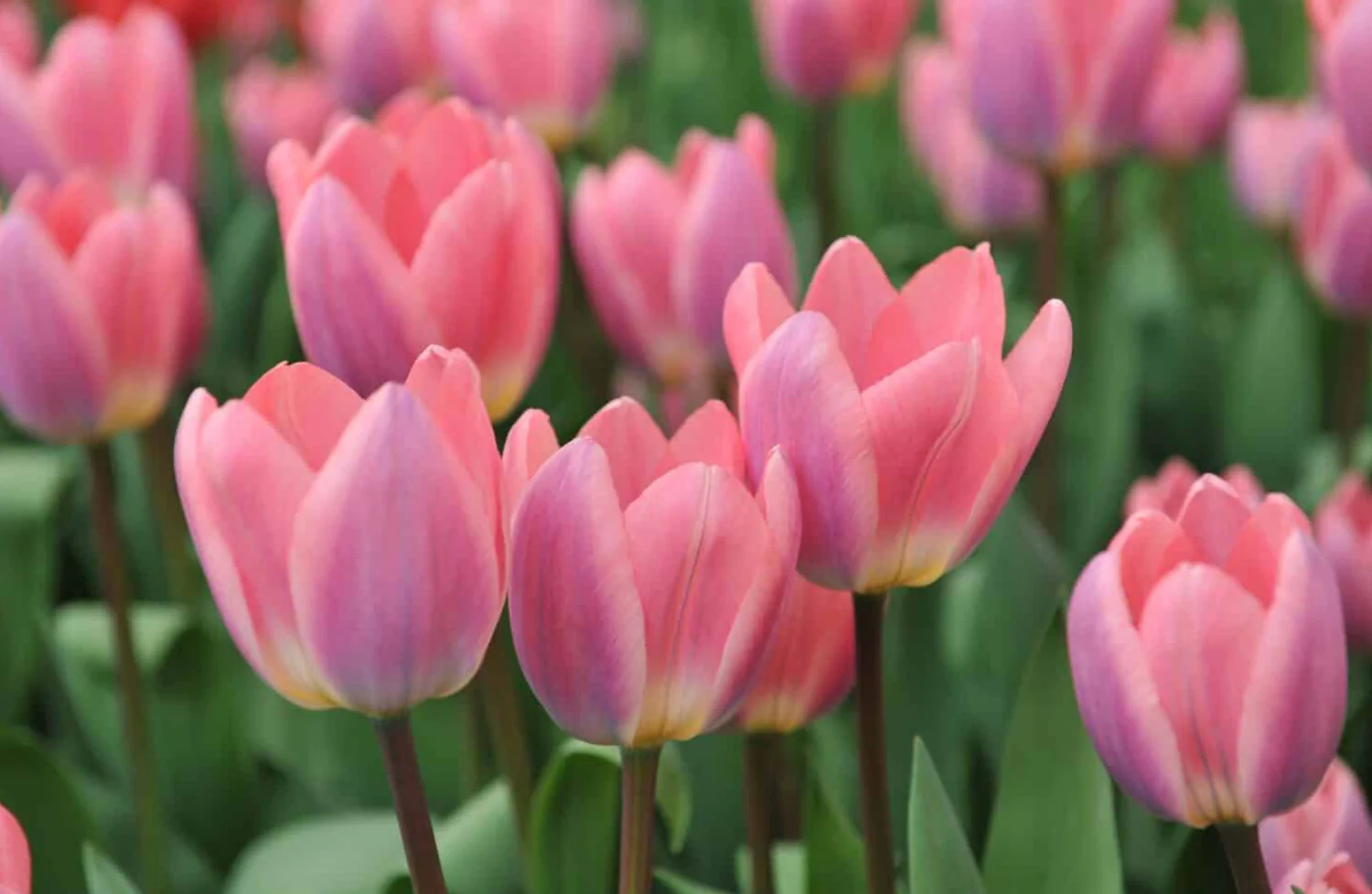 Bunga Tulip Elegan