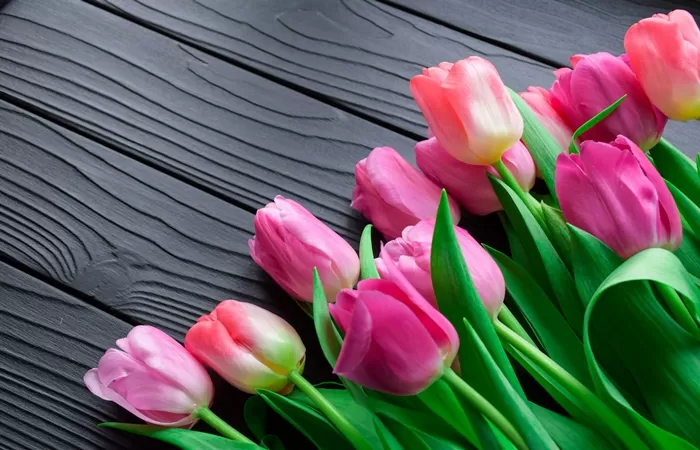 Bunga Tulip Elegan