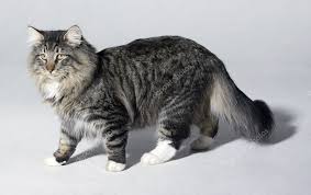 Kucing Hutan Norwegia