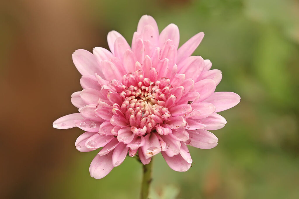 Bunga Krisan Morifolium