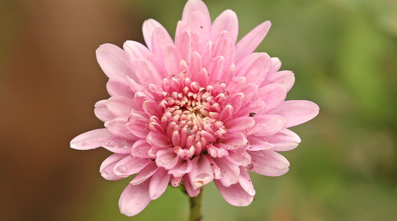 Bunga Krisan Morifolium
