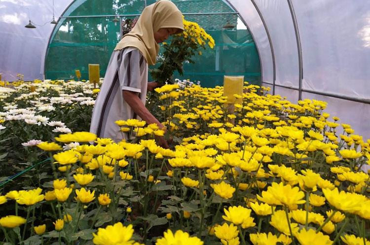Cara Efektif Melestarikan Krisan Morifolium