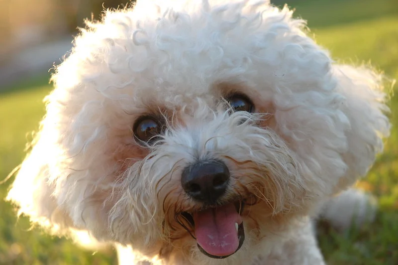 Bichon Frisé yang lucu