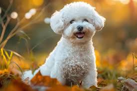 Bichon Frisé